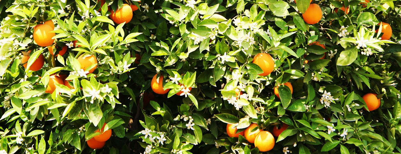 Цветущие-апельсины в Испании
